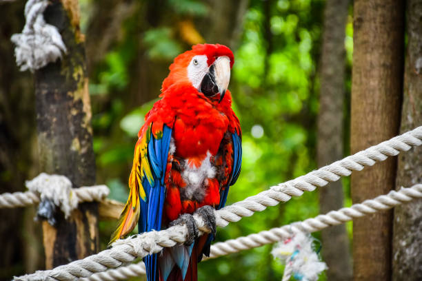 macaw friends - burt forest imagens e fotografias de stock