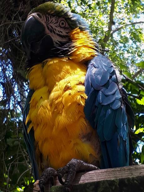 Macaw parrot stock photo