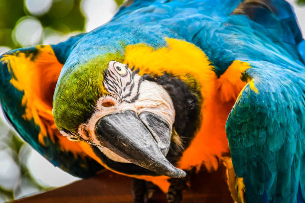 macaw: what are you looking at? - burt forest imagens e fotografias de stock