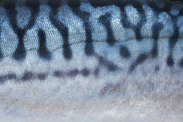 mackerel texture of mackerel animal scale photos stock pictures, royalty-free photos & images