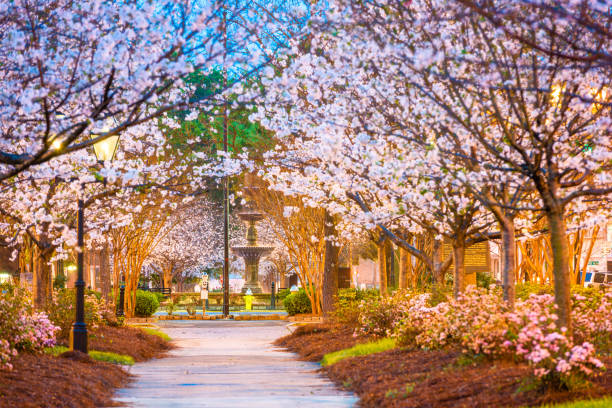 Macon, Georgia, USA Macon, Georgia, USA downtown square in spring. cherry blossom photos stock pictures, royalty-free photos & images