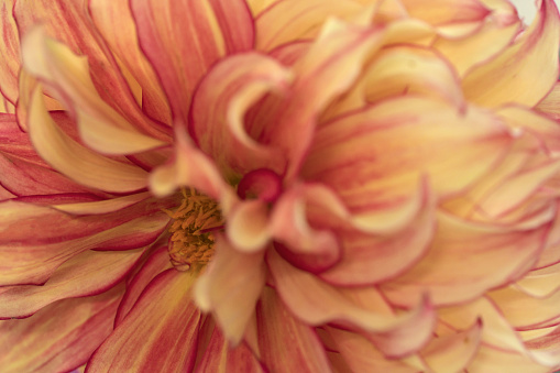 Macro blurry background of soft yellow red petals.