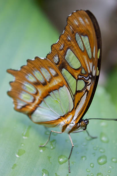 Macro Butterfly stock photo