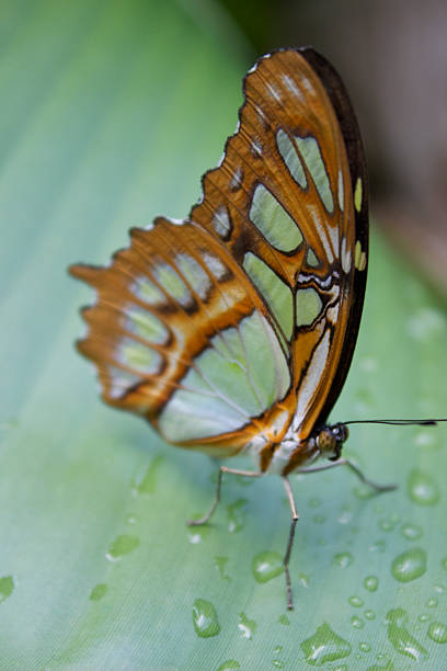 Macro Butterfly stock photo
