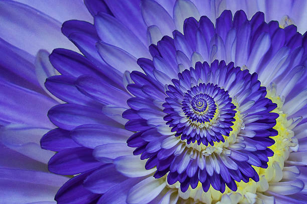 macro close up of purple dahlia - macrofotografie stockfoto's en -beelden