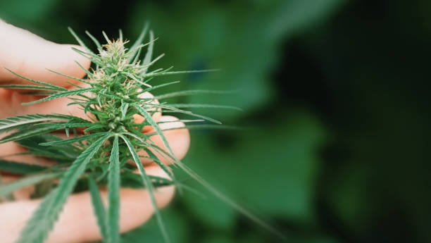 colorado weed dispensary