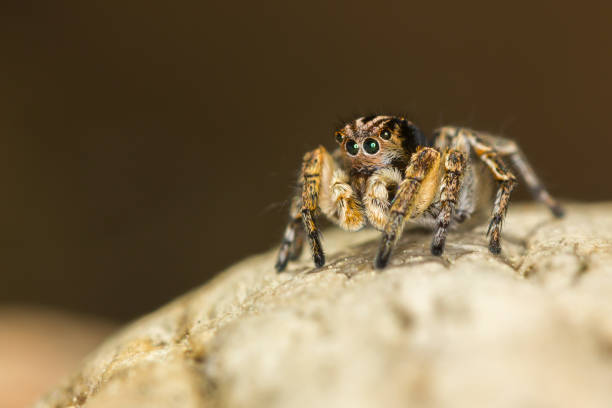 Macro closeup. Hyllus semicupreus Jumping Spider on a rock. This spider is known to eat small insects like grasshoppers, flies, bees as well as other small spiders. cute spider stock pictures, royalty-free photos & images