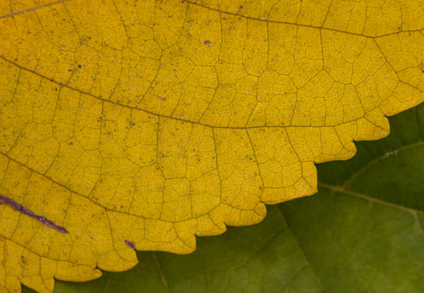 Macro Mulberry Leaf stock photo