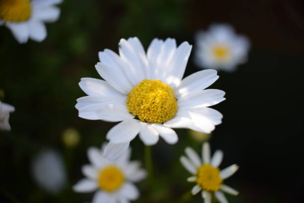 Macro of a daisy flower stock photo