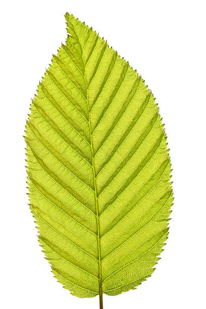 Macro of a fresh new beech leaf stock photo
