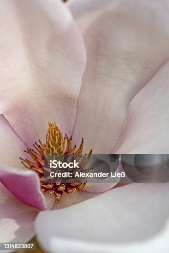 istock macro of a magnolia flower 1314823807