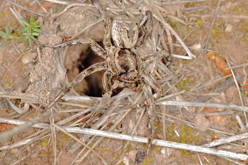 スペインのタランチュラは彼女の最大のスペインの蜘蛛 Lycosa Hispanica のマクロの洞窟隠れ家 クモのストックフォトや画像を多数ご用意 Istock