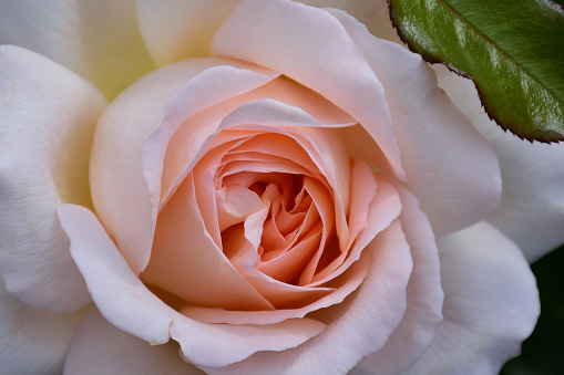 close up of apricot colored rose with the name: Parfum Royal Climbing