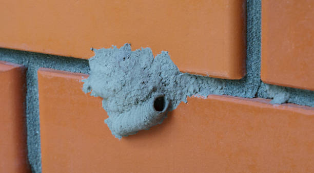Macro of clay nest with Sceliphron mud wasp larvae. Mud cocoons of  wild Potter wasp on brick wall. Macro of clay nest with Sceliphron mud wasp larvae. Mud cocoons of  wild Potter wasp on brick wall. mud dauber wasp stock pictures, royalty-free photos & images