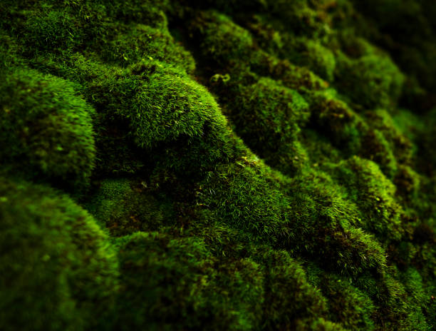 macro of green moss horizontal abstract shot of green moss texture, nature background. moss stock pictures, royalty-free photos & images