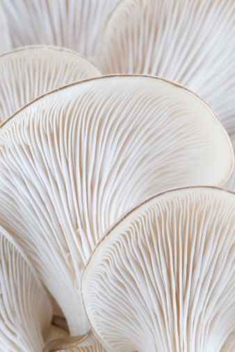 Macro image of the gills on the underside of the oyster mushroom.  Shallow depth of focus with sharpest focus on the gills in the lower third of the image.
