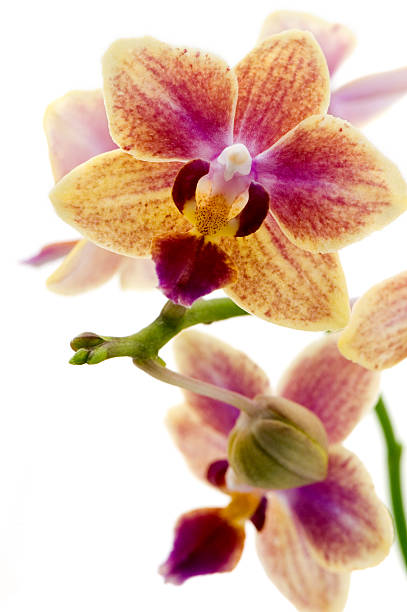 Macro of Pink-Orange Orchid stock photo