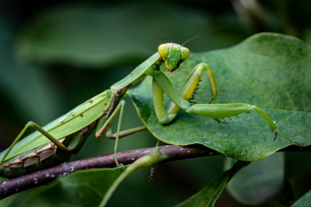 praying-mantis