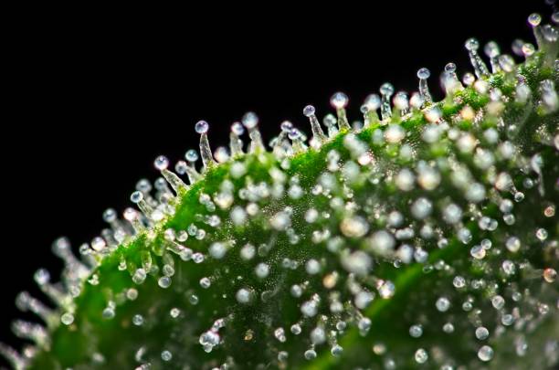 Macro of trichomes on cannabis Macro closeup of trichomes on cannabis indica leaf on black background. plant trichome stock pictures, royalty-free photos & images