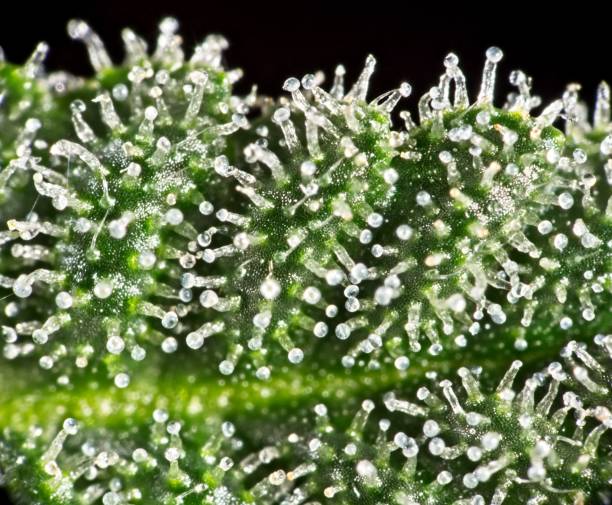 Macro of trichomes on cannabis Macro closeup of trichomes on cannabis indica leaf and buds. plant trichome stock pictures, royalty-free photos & images