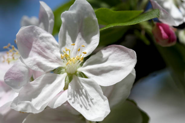 Macro of Walnut Tree Blossoms stock photo