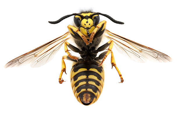macro photo of a black and yellow wasp - wespen stockfoto's en -beelden