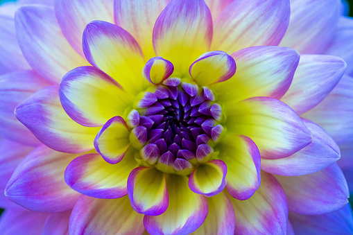 Extreme close-up macro photo of a lavender, magenta, blue, yellow flower in bloom.