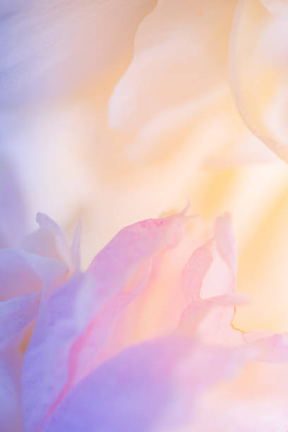 Macro photo of colorful peony petals. stock photo