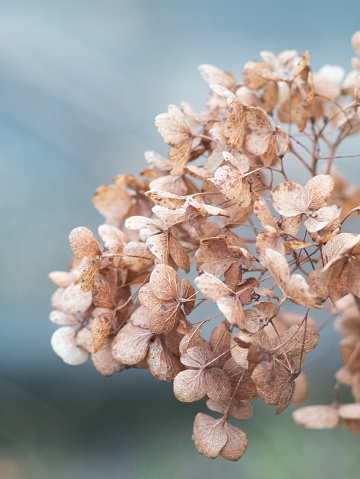 Withered hydrangea flowers closeup over blue blurred background.
