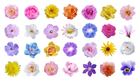 Macro photo of flowers set: rose, cactus flower, ipomoea, magnolia, pansy, hibiscus on white background.