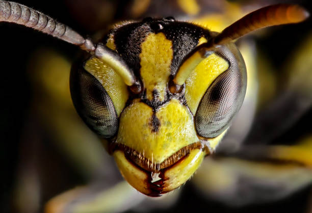 macro foto van hoofd van wasp geïsoleerd op achtergrond - wespen stockfoto's en -beelden
