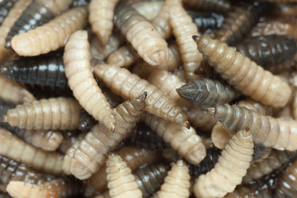 macro photo of maggots crawling around macro photo of maggots crawling around maggot stock pictures, royalty-free photos & images