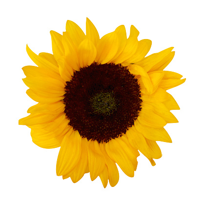 Macro photo sunflower on white isolated background. Ukranian flower