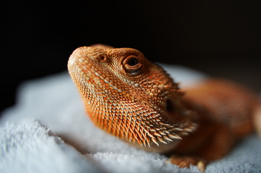 Close up macro of eye and head of bearded dragon (Pogona vitticeps) australian lizard isolated black background.