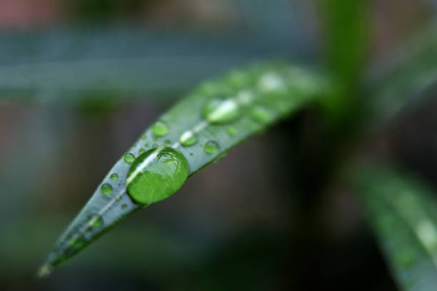 Macro raindrop on grass blade stock photo