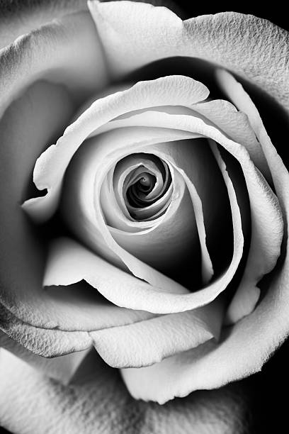 macro rose flower macro rose flower  in black and white grayscale stock pictures, royalty-free photos & images