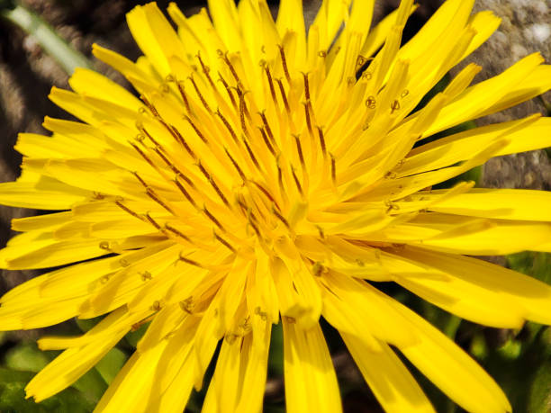 Macro shot of a bright yellow dandelion flower showing fine detail stock photo