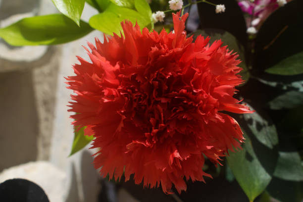 A macro shot of a Red Carnation stock photo