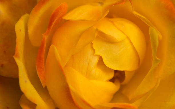 Macro shot of one lovely yellow rose. stock photo