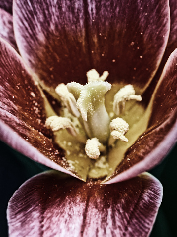 Macro shot of red flower of tulip with focus on pistil at shallow depth of field