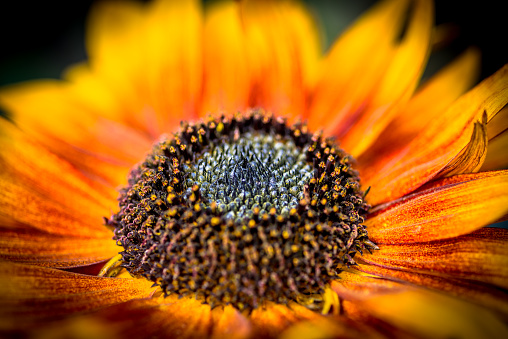 Macro shot of the sunflower