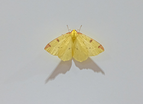 Macro shot of yellow moth against white background with shadow cast