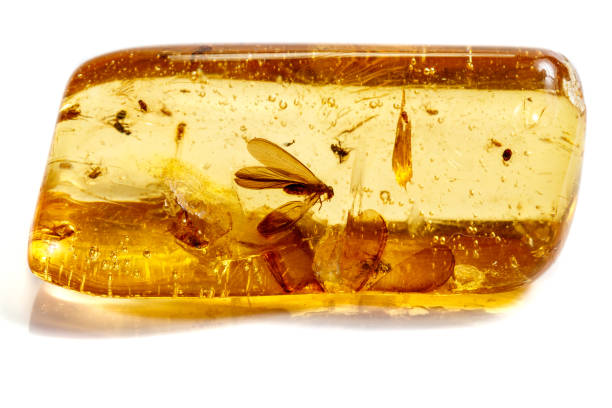 Macro stone mineral amber with insects, flies and beetles on a white background close up Macro stone mineral amber with insects, flies and beetles on a white background close up fossilized pitch stock pictures, royalty-free photos & images