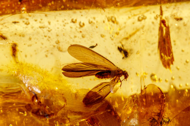 Macro stone mineral amber with insects, flies and beetles on a white background close up Macro stone mineral amber with insects, flies and beetles on a white background close up fossilized pitch stock pictures, royalty-free photos & images