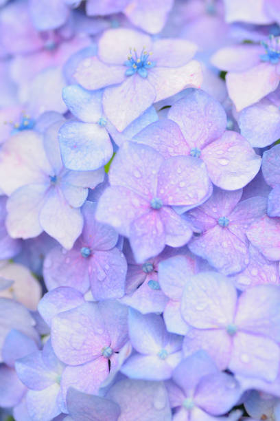 Macro texture of blue colored Hydrangea flowers with water droplets Macro texture of blue colored Hydrangea flowers with water droplets in vertical frame hydrangea photos stock pictures, royalty-free photos & images