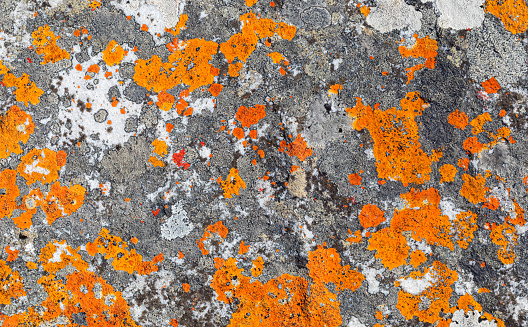 Macro texture of mostly orange red lichen moss growing on mountain rock\