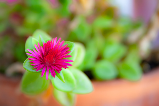 Macro view of a red garden flower (Aptenia cordifolia) with green leaves planted in a pot