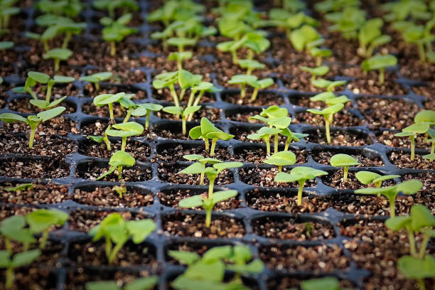 Macro view of basil seedlings sprouting in a propagation tray Macro view of basil seedlings sprouting in a propagation tray. greenhouse stock pictures, royalty-free photos & images