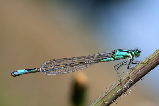 Macrofoto of a green libel insect Blue Tailed Damselfly (Ischnura Elegans) clinging to plant stalk caenorhabditis elegans stock pictures, royalty-free photos & images