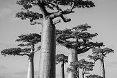 istock Madagascar, Africa travel photos baobab tree 1322953081